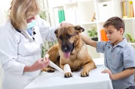 veterinaire et un enfant soignant un chien 